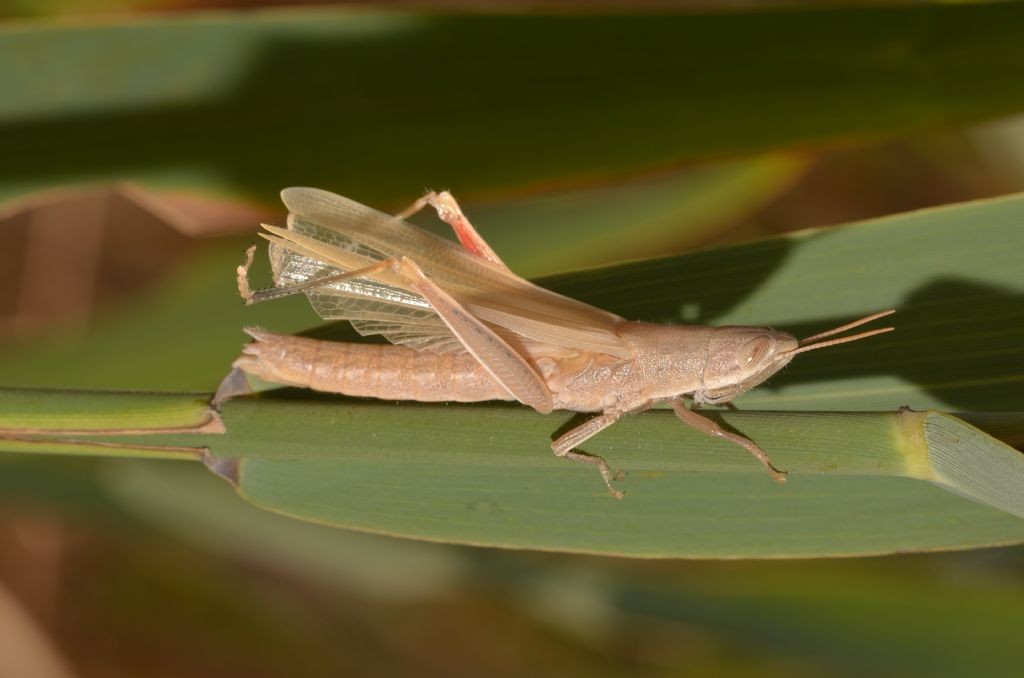 Tropidopola cylindrica (Acrididae)